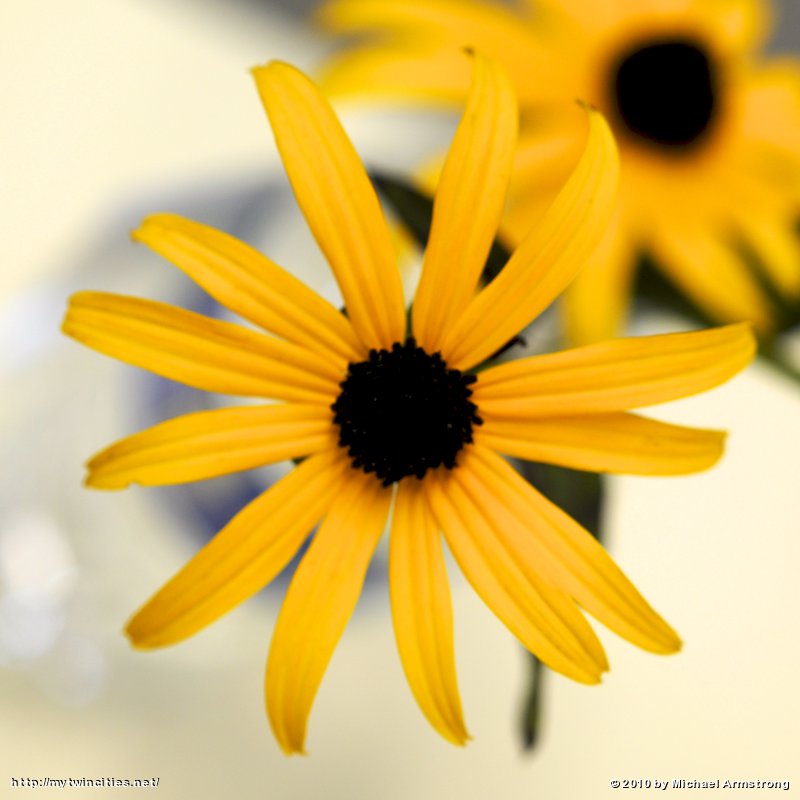 Rudbeckia