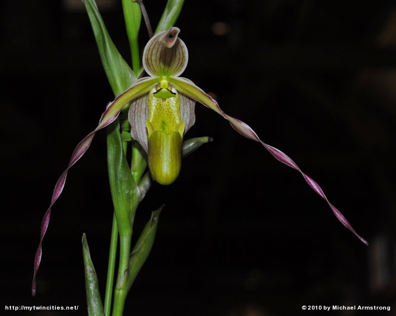 Pharagmipedium Longifolium var. Hinksianum