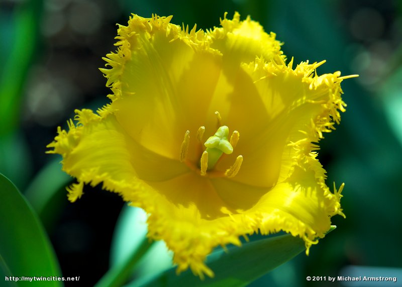 Tulipa Hamilton