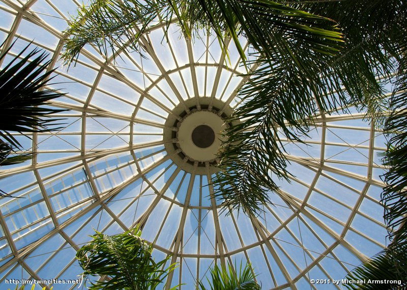 Under the Palm Dome