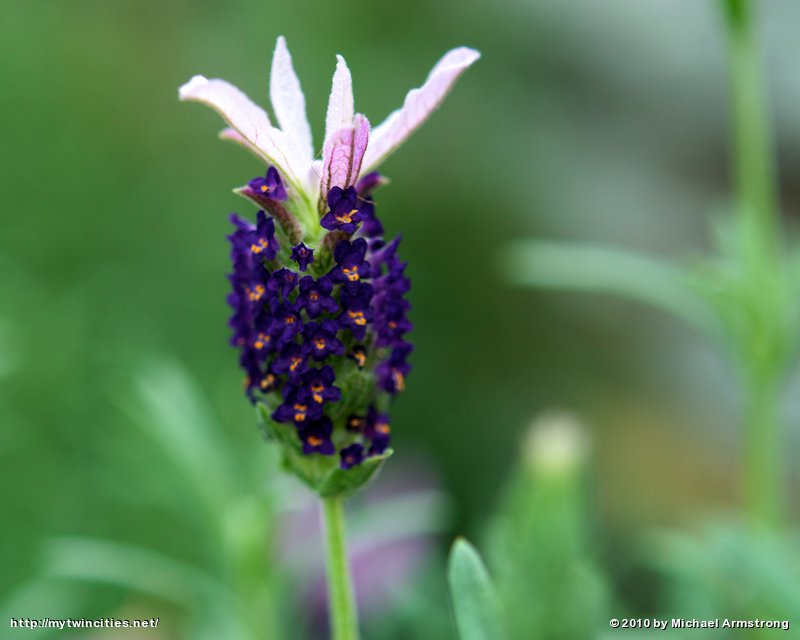 Purple Tropical