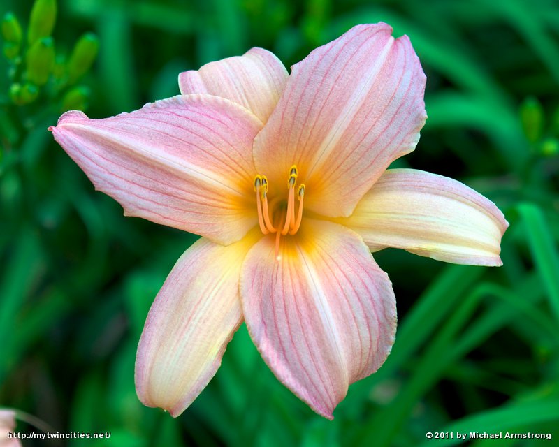 Hemerocallis (Colonial Charm)