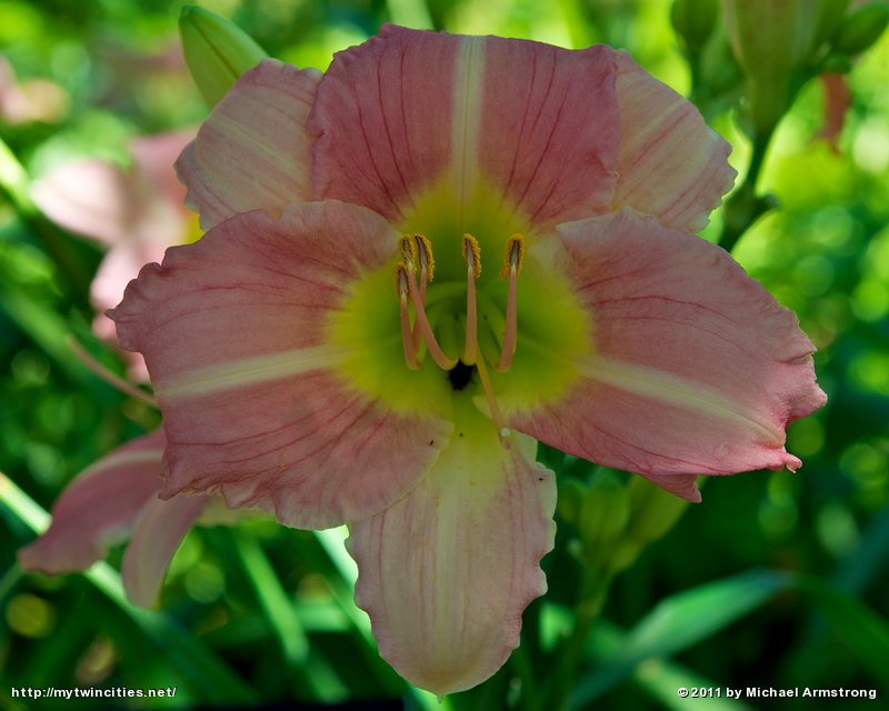 Hemerocallis (Coral Diamond)