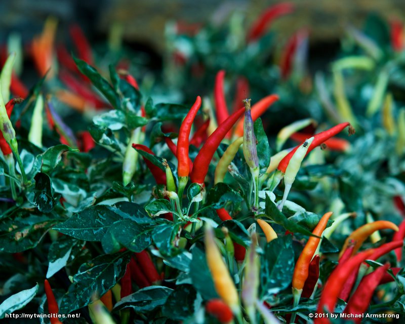 Pepper Shu